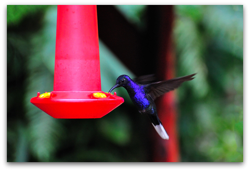 natural homemade hummingbird nectar