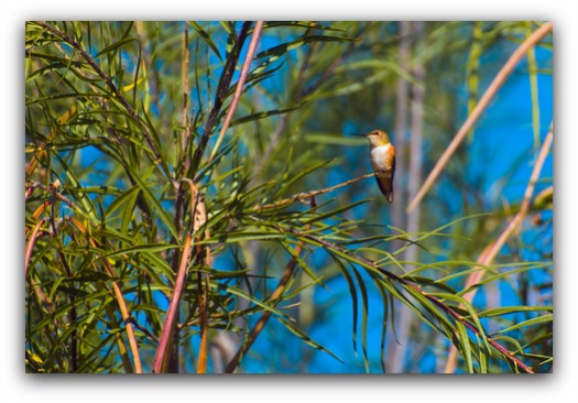 one example of the hummingbird habitat