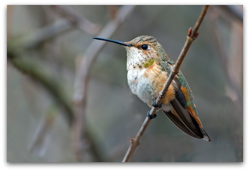 Female Rufous