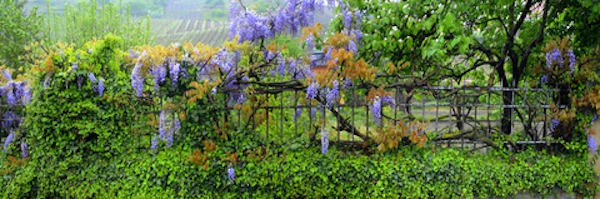 Wisteria Growing on Fence