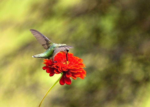 Zinnia Flower & Hummingbird